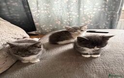 Mixed Breed cats for sale: Kittens for sale  - Advert 3