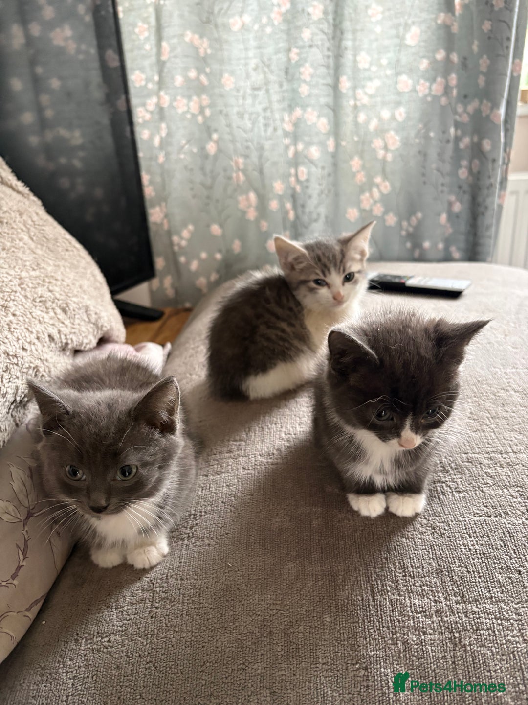 Mixed Breed cats for sale: Kittens for sale  - Advert 3