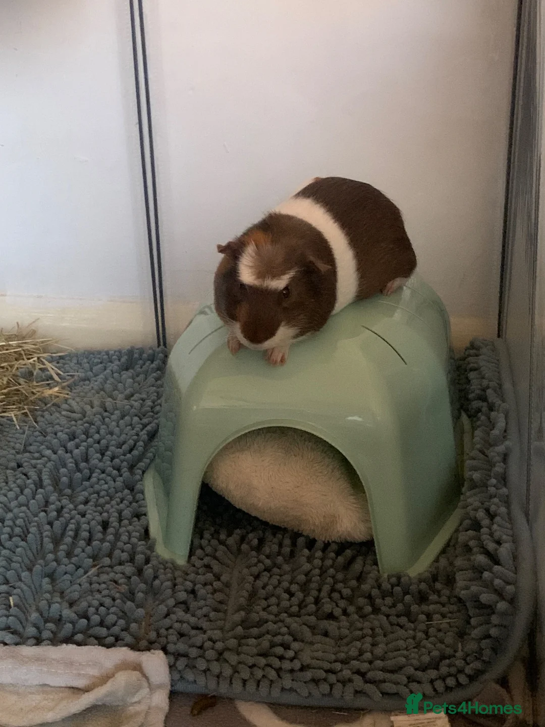 Guinea Pig rodents for sale: Male guinea pig 7 month old - Advert 2