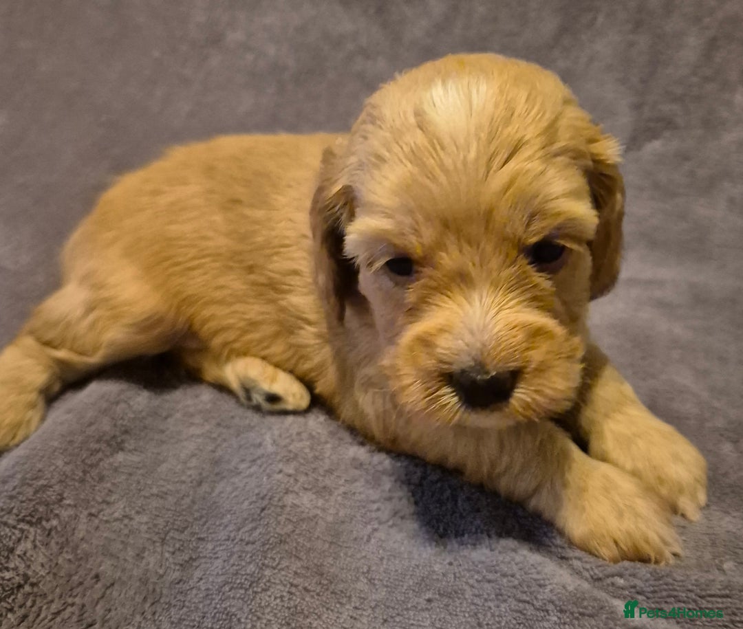 Cockapoo dogs for sale: READY NOW !! ONLY 3 COCKERPOO PUPPIES LEFT !!! in Alfreton - Image 16
