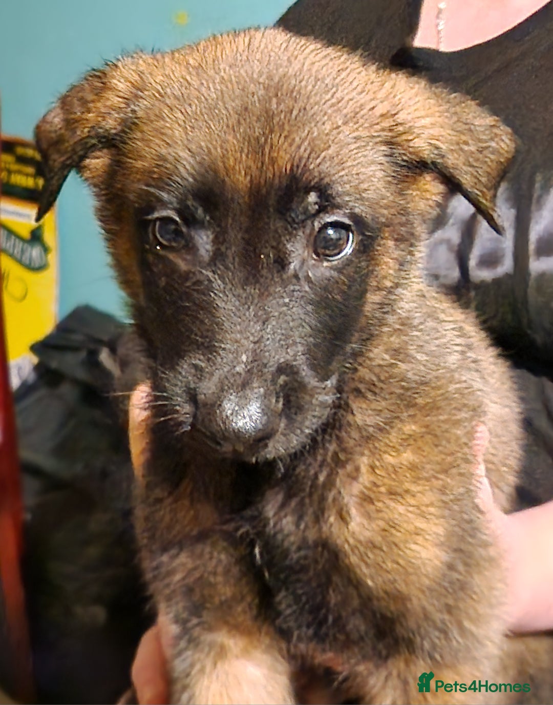 Belgian Shepherd Dog dogs for sale: Belgium Malinois Cross  - Image 11