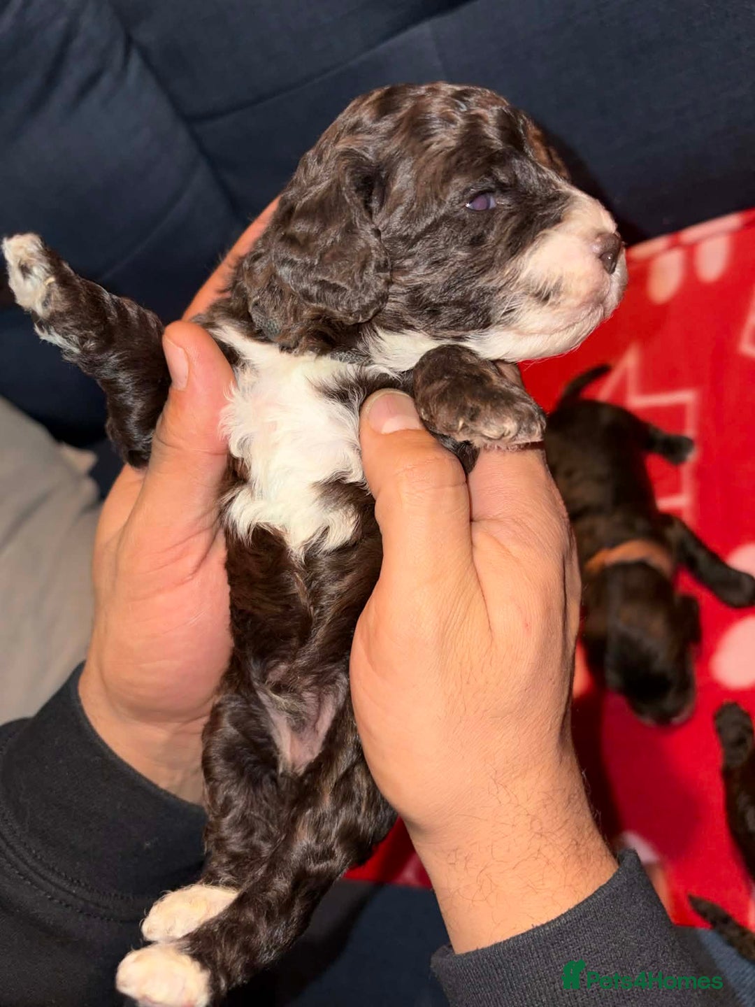 Cockapoo dogs for sale: Stunning health tested F1b cockapoos - Advert 6