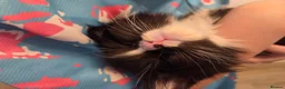 Maine Coon cats for sale: Maine Coon kitten boy - Advert 6
