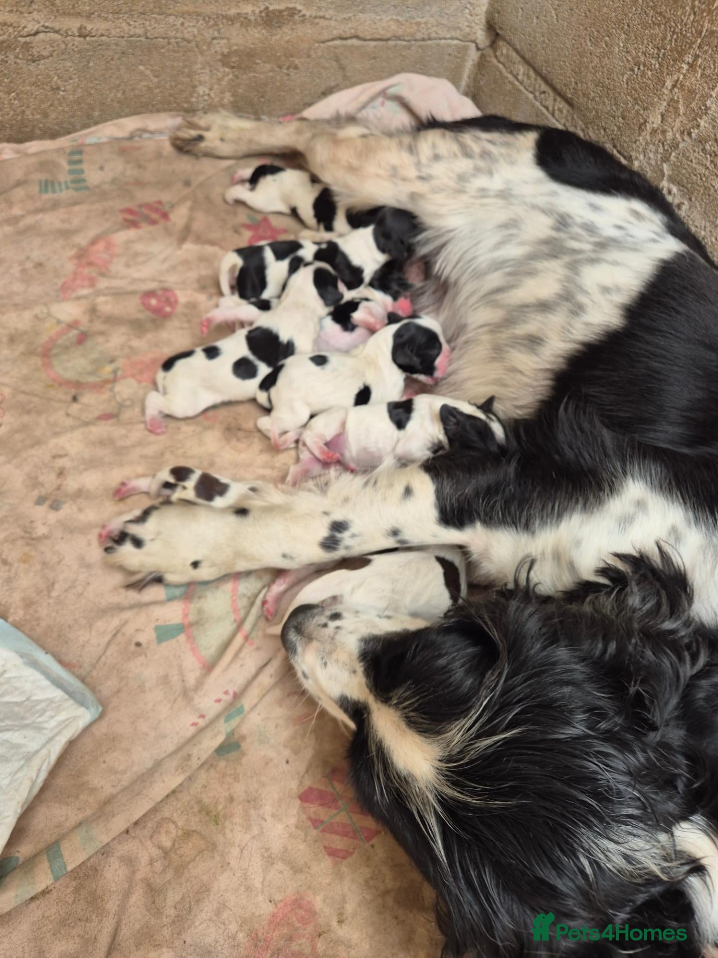 English Springer Spaniel dogs Springer Spaniel Puppies  - Advert 12