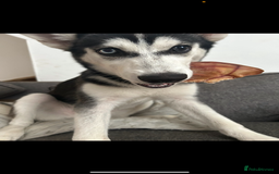 Siberian Husky dogs for sale: Young female Siberian husky needs new 🏡  - Image 4