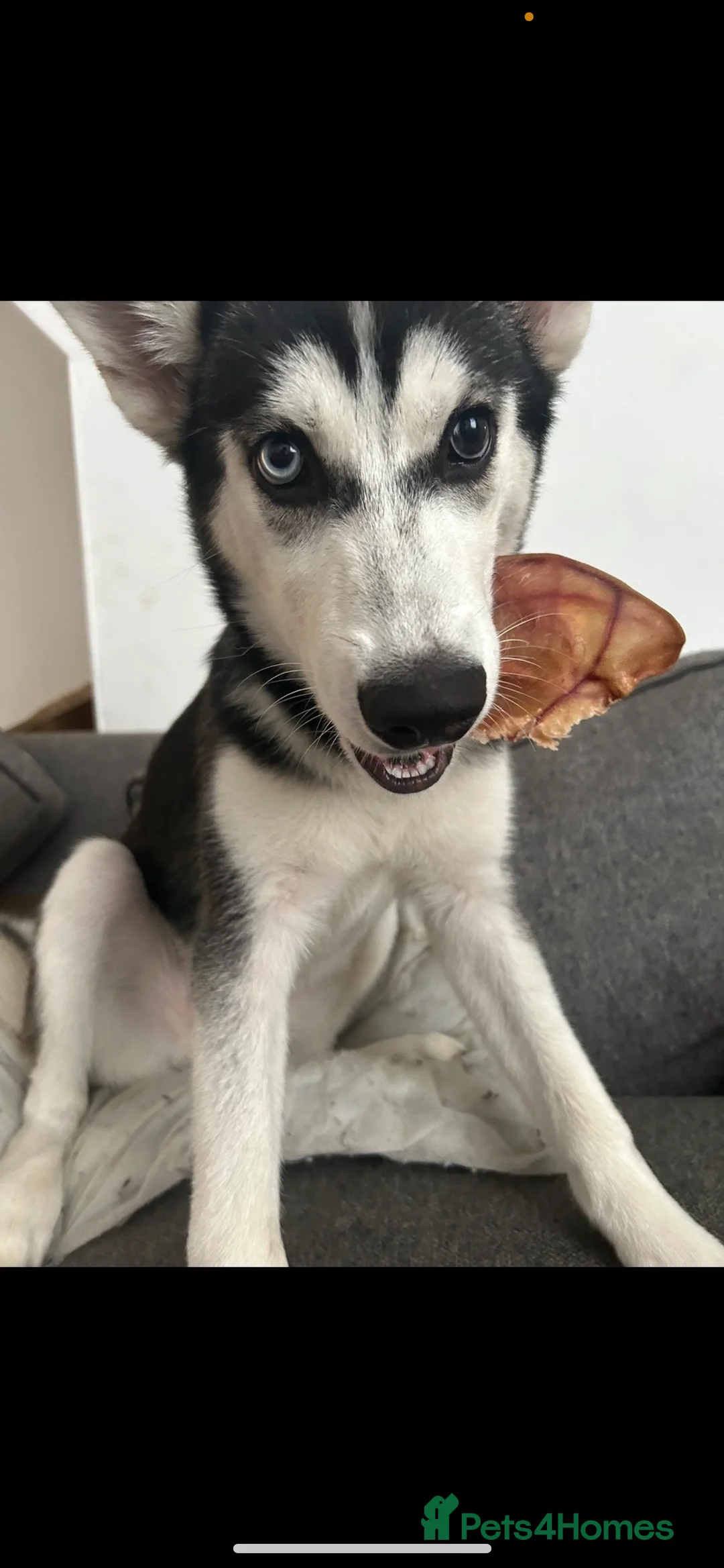 Siberian Husky dogs for sale: Young female Siberian husky needs new 🏡  in Nottingham - Advert 7