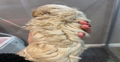 Maltipoo dogs Teeny tiny maltipoo babies 🧸 - Advert 10