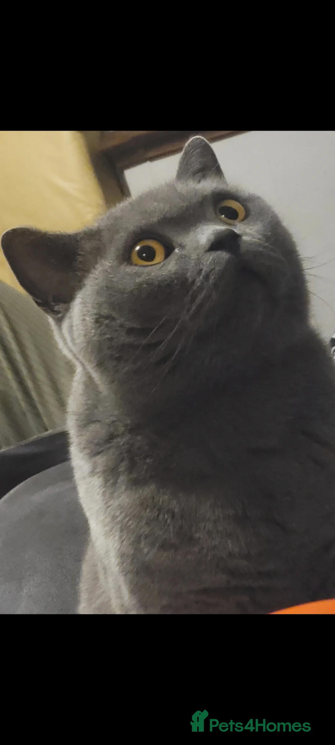 British Shorthair cats for sale: Loving British Shorthair Cat 7yo, GCCF registered  - Advert 2