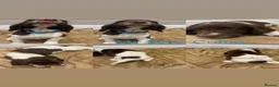 English Springer Spaniel dogs for sale: KC Registered English Springer Spaniel Puppies - Advert 10