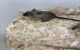 Gerbil rodents for sale: Baby gerbils ready now  - Image 16