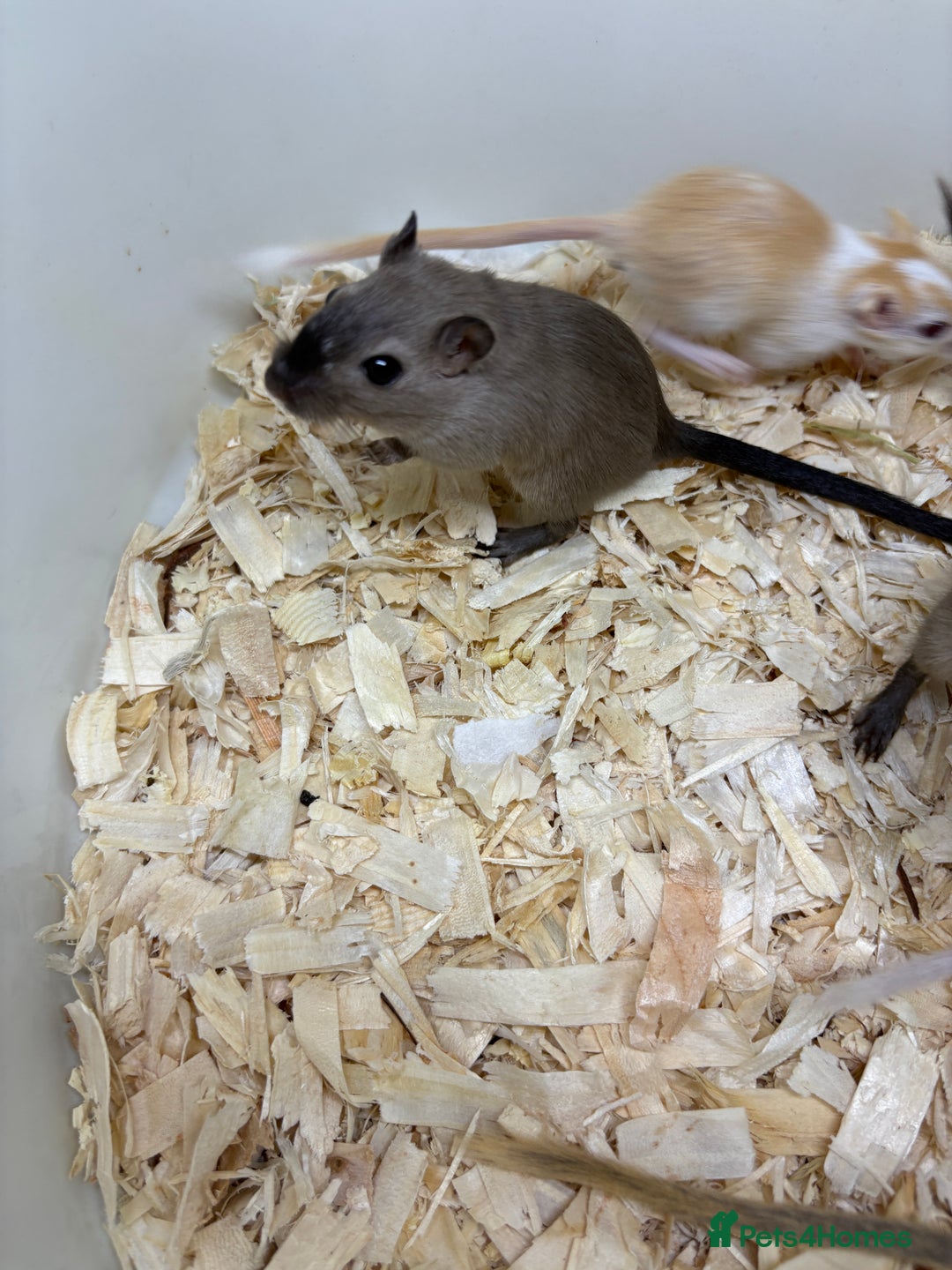 Gerbil rodents for sale: Baby gerbils ready now  - Image 16