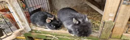 Mixed Breed rabbits for sale: Small, cute, soft, friendly bonded bunny brothers  - Advert 7