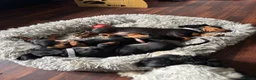 Dachshund dogs for sale: Miniature Male Dachshunds  in Pontefract - Advert 4