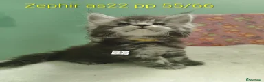 Maine Coon 3
