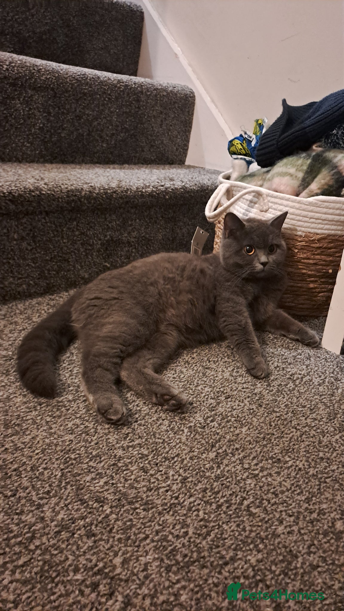 Mixed Breed cats Mixed breed British Shorthair Kittens - Advert 2