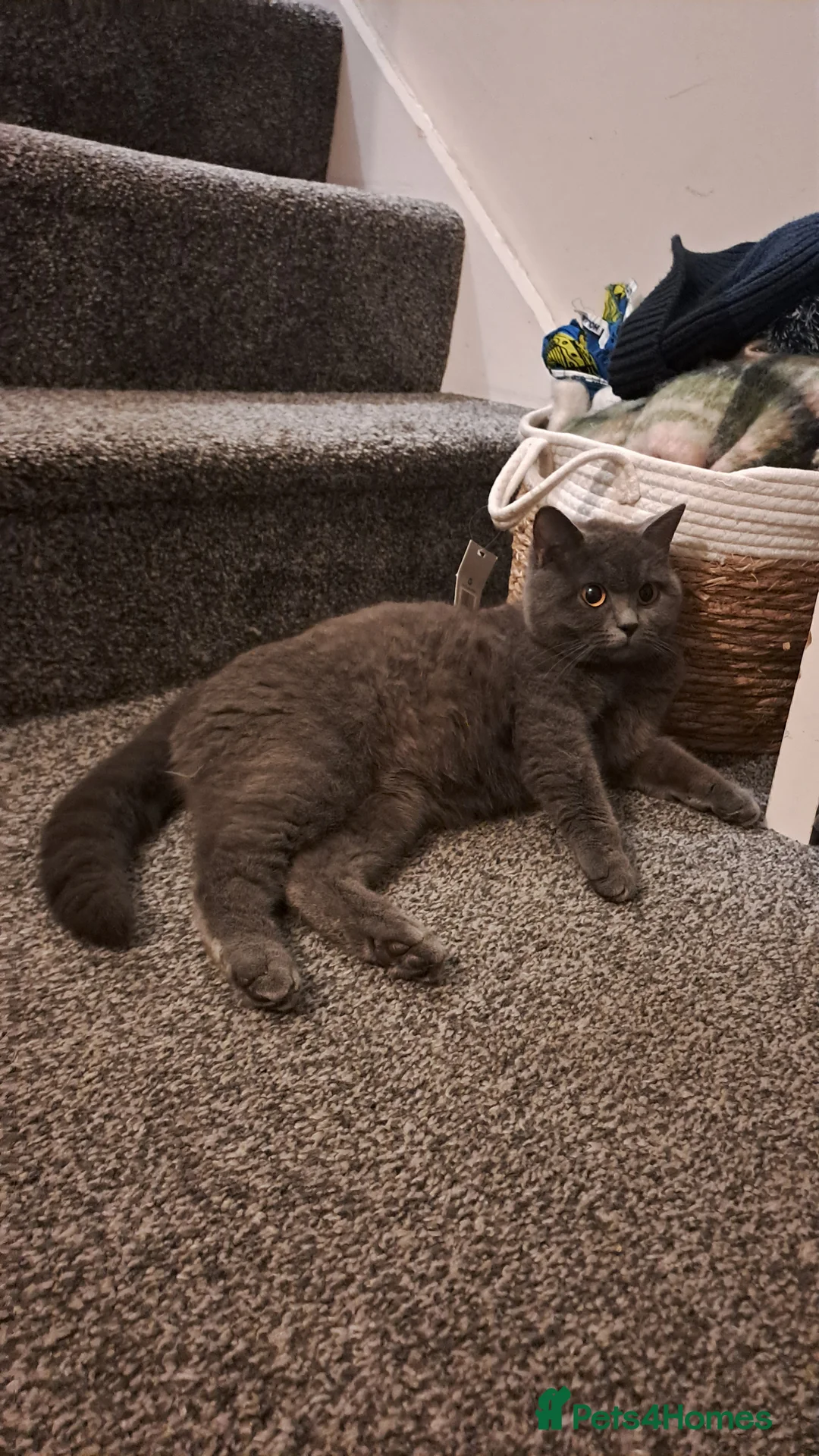 Mixed Breed cats for sale: Mixed breed British Shorthair Kittens - Advert 1