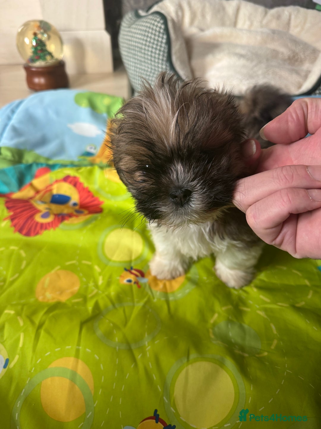 Lhasa Apso dogs for sale: KC reg female Lhasa apso puppy PRA clear  - Advert 21