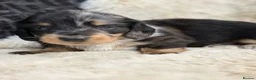 Miniature Dachshund dogs for sale: Stunning mini long haired dachshund puppies - Advert 8