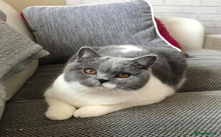 British Shorthair cats - Advert 4