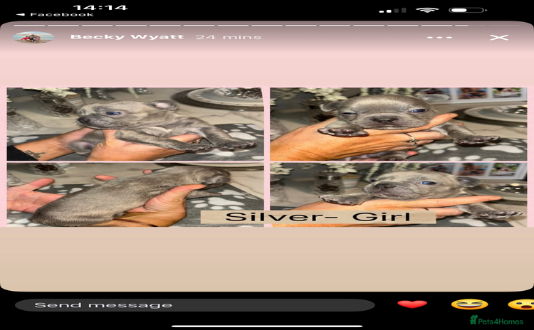 French Bulldog dogs - Advert 7