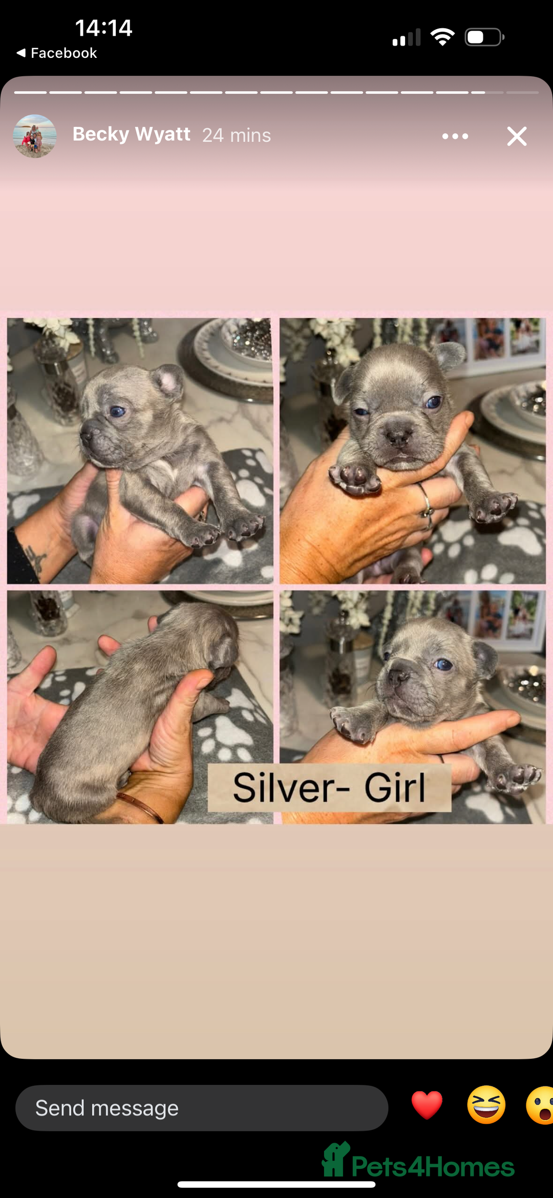 French Bulldog dogs for sale: KC French bulldog  - Image 1