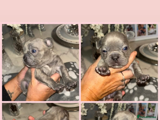 French Bulldog dogs - Advert 25