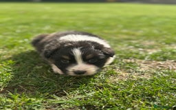 Australian Shepherd dogs for sale: 5 KC registered Australian Shepard puppies - Image 12
