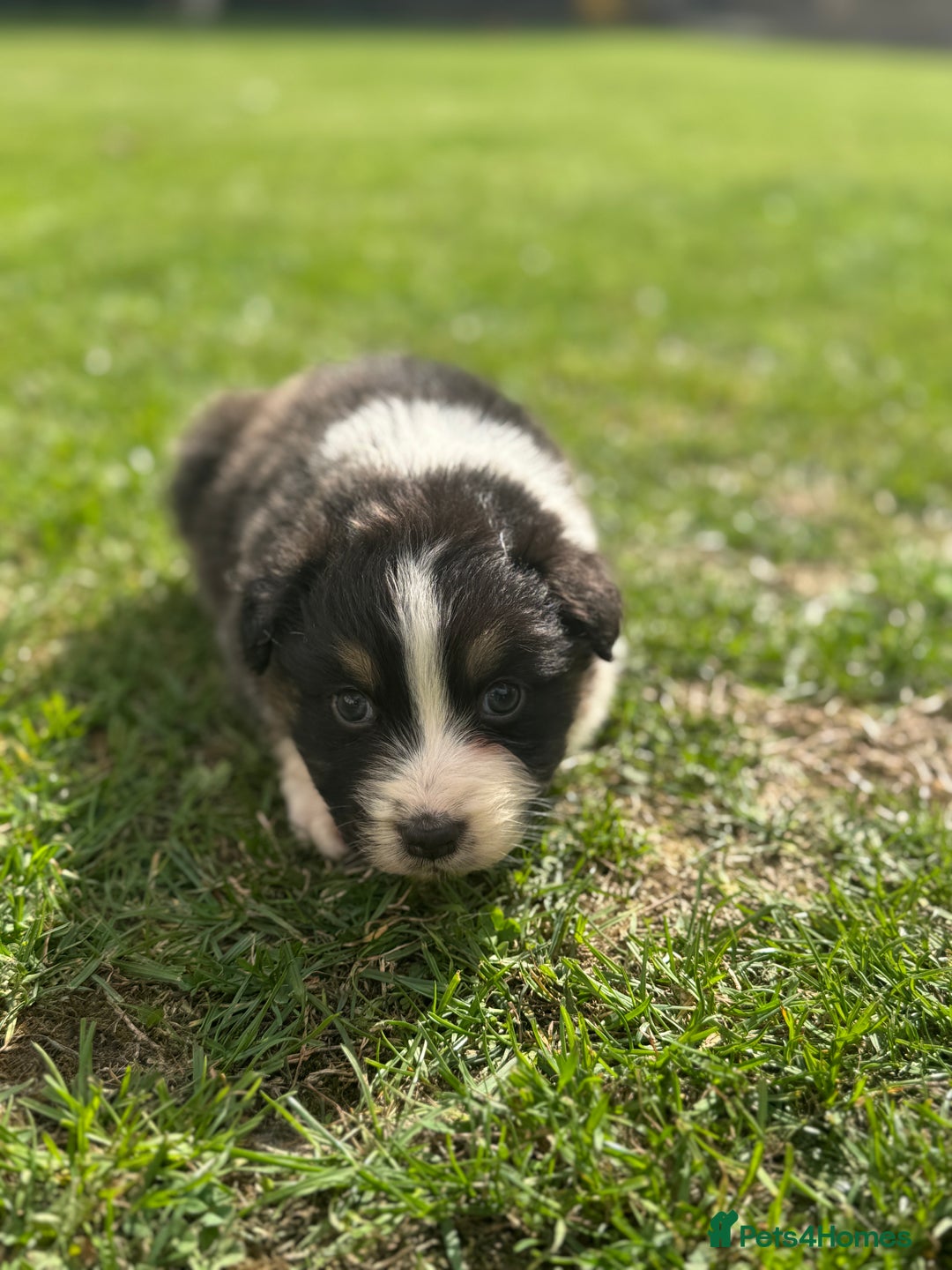 Australian Shepherd dogs for sale: 5 KC registered Australian Shepard puppies - Image 12
