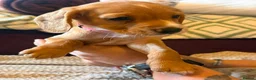 Mixed Breed dogs for sale: Cocker spaniel Jack Russell cross - Advert 6