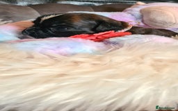 Boxer dogs for sale:  Puppies KC – Exceptional Champion Bloodlines 🐾 - Image 23