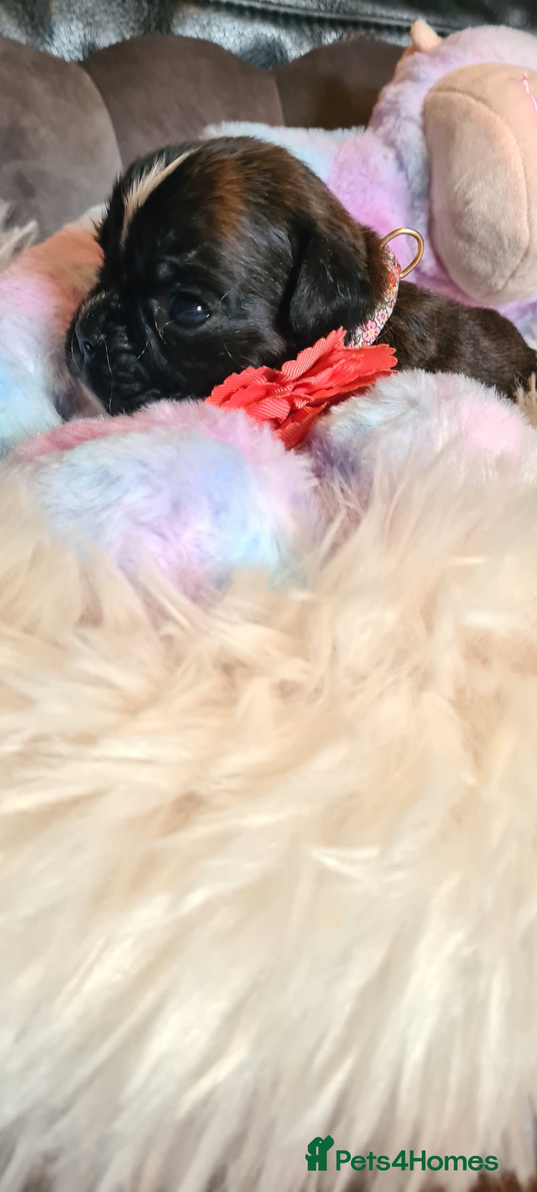Boxer dogs for sale:  Puppies KC – Exceptional Champion Bloodlines 🐾 - Image 23