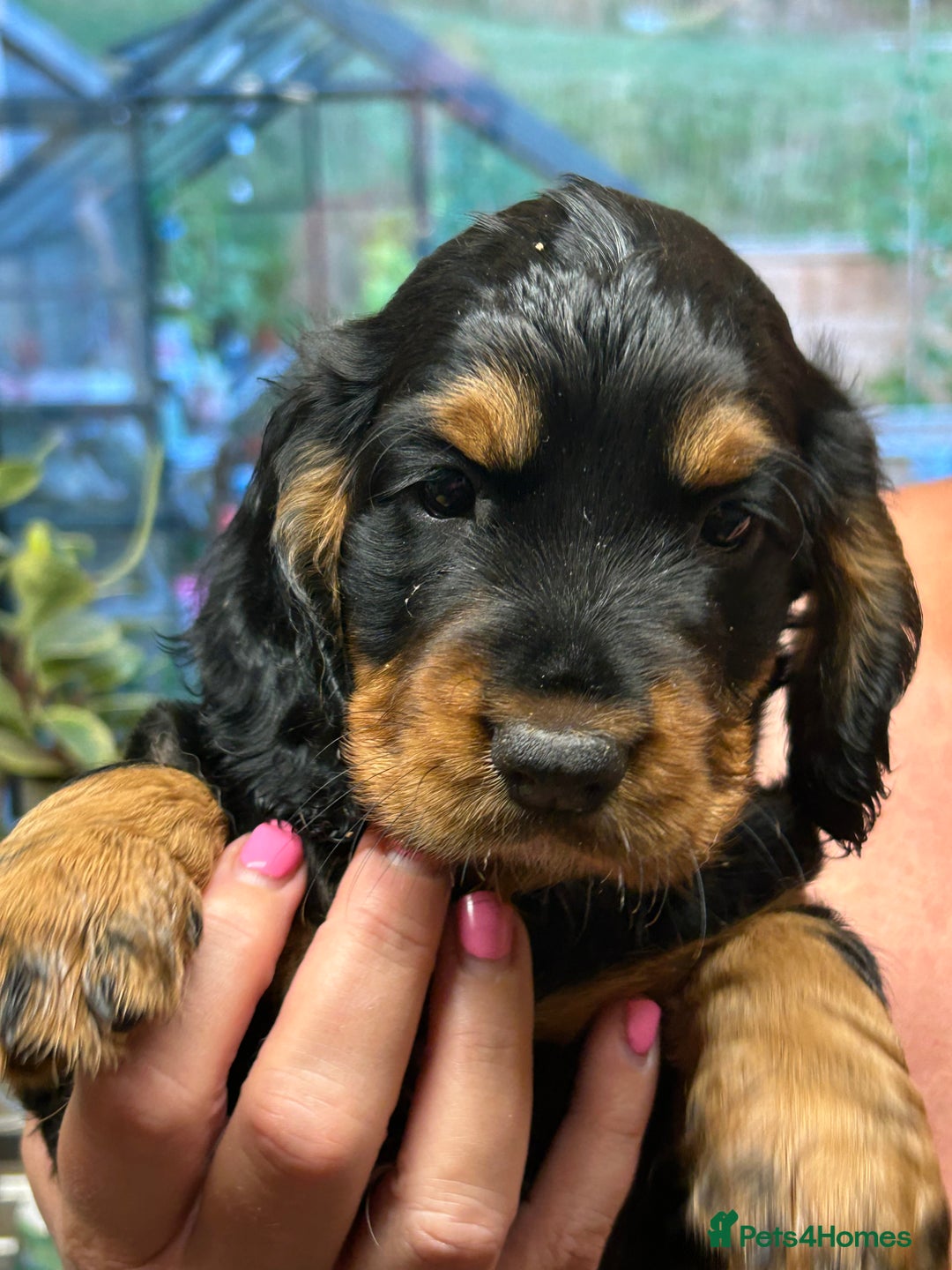 Cocker Spaniel dogs for sale: Working Cocker Spaniels  - Image 9