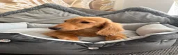 Miniature Dachshund dogs for sale: Ready now KC reg 5 month old boy  - Advert 7
