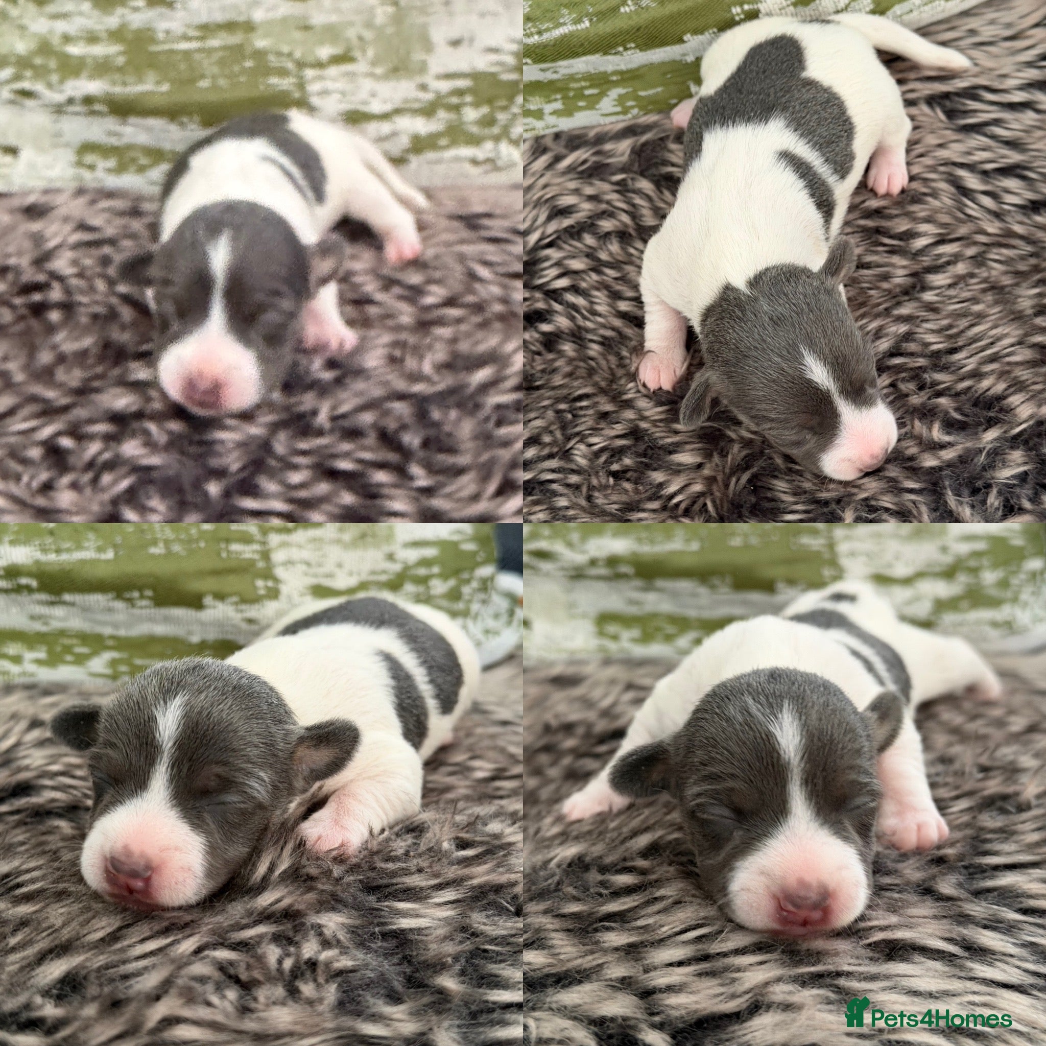 Jack Russell dogs for sale: DONJACKS - miniature health tested babies  - Advert 3