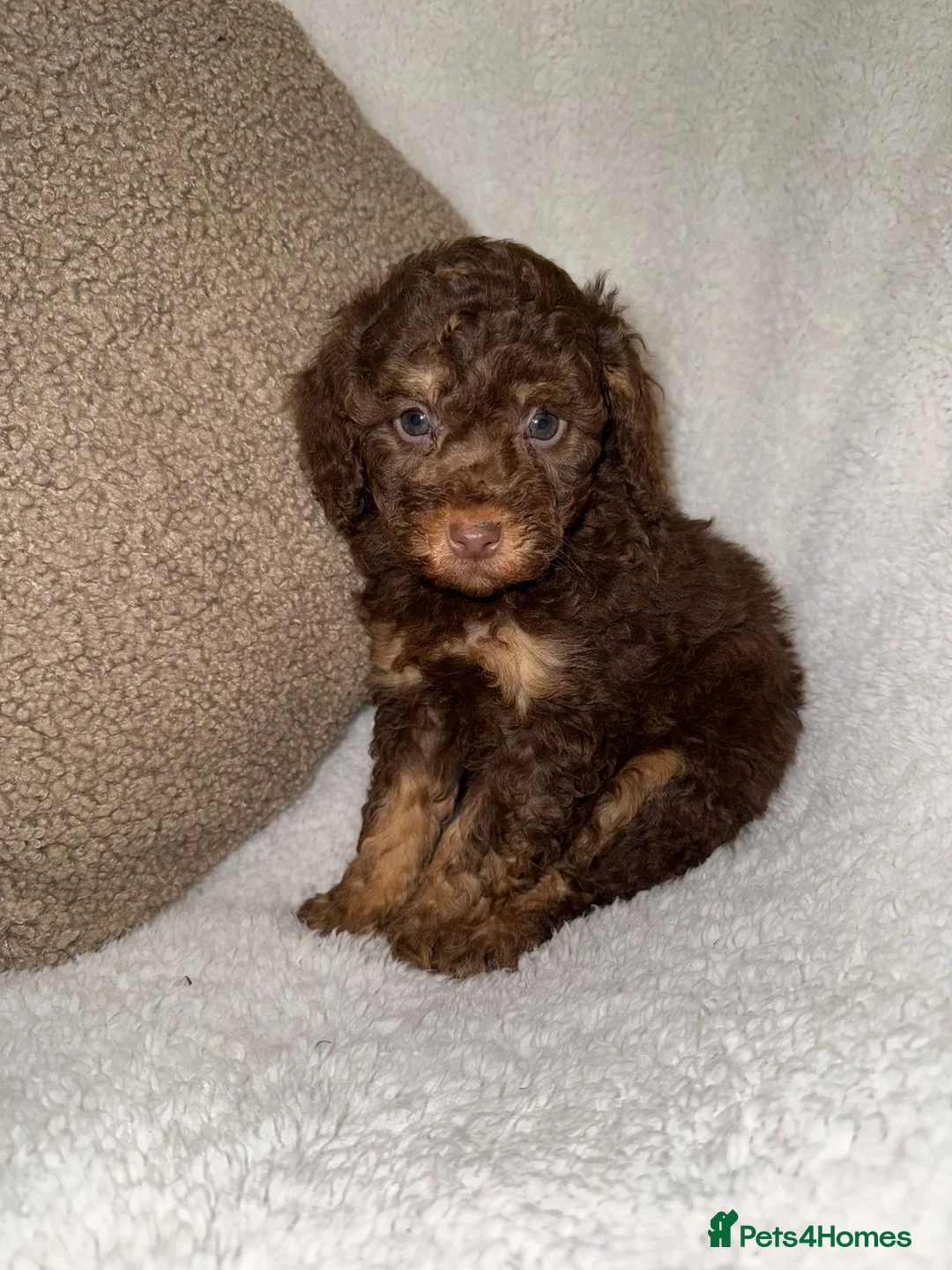 Miniature Poodle dogs for sale: Stunning Chocolate Miniature Poodles - Advert 14
