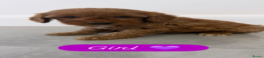 Cockapoo Puppy 6