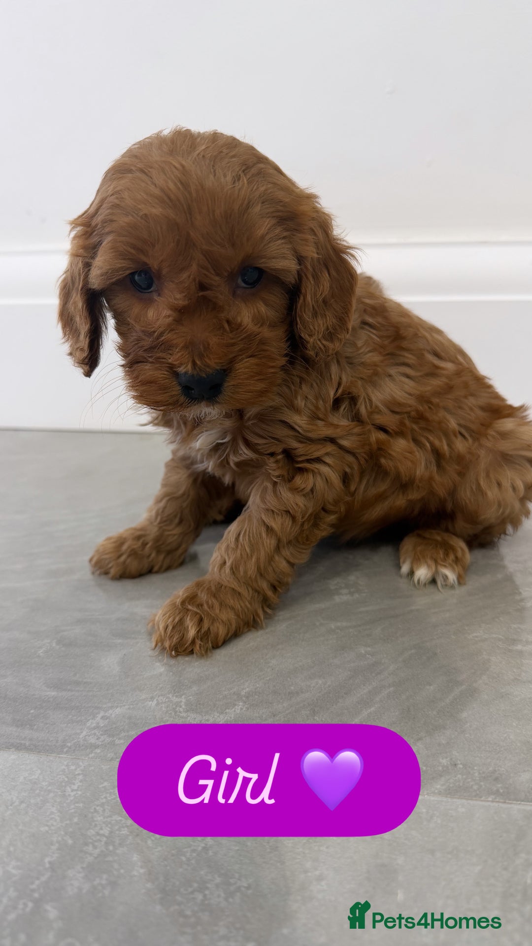 Cockapoo dogs for sale: Cockapoo puppies looking for homes 🏠  - Image 11