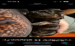 Goldador dogs for sale: Stunning Black Lab/Golden Retriever Puppies - Advert 6