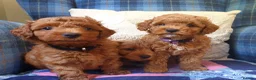 Maltipoo dogs for sale: F1bb Cotonoodle, health tested parents red apricot - Advert 3