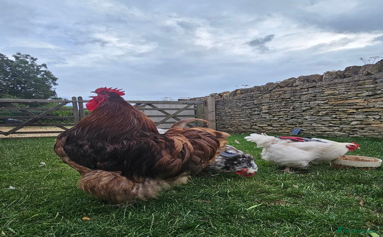 Chickens poultry - Advert 6