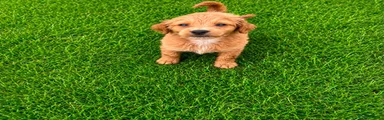 Cockapoo 1