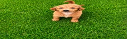 Cockapoo dogs for sale: 2 Cockapoo puppies for sale  in London - Advert 3