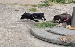 Pug dogs for sale: 2 KC Pug puppies available from a litter of 3. - Image 21