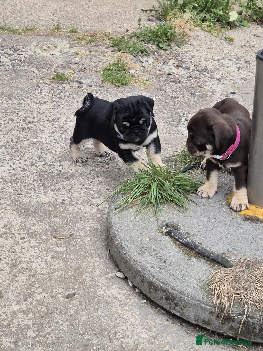 Pug dogs for sale: 2 KC Pug puppies available from a litter of 3. - Image 21