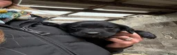 Springador dogs for sale: F1 Springador puppies - Advert 9