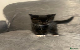 Siberian cats for sale: Kitten ready to go (Dm for price) - Advert 3