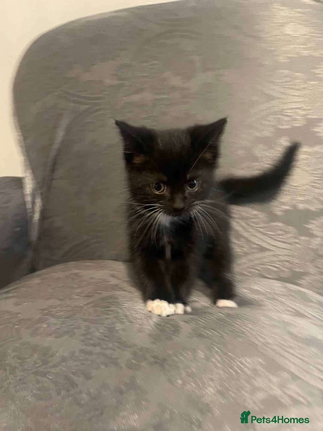 Siberian cats for sale: Kitten ready to go (Dm for price) - Advert 3