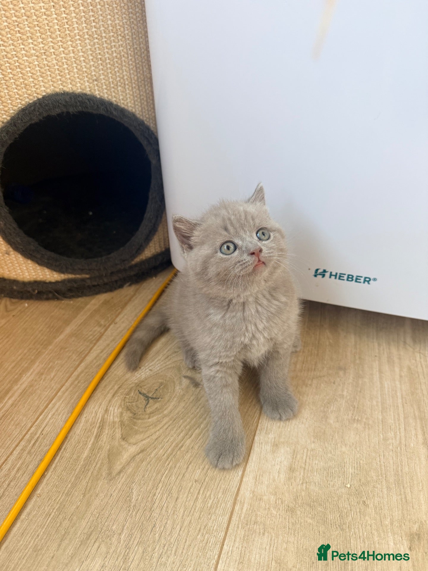 British Shorthair cats 🐾 British shorthair kitten for sale 🐾 - Advert 1