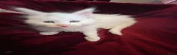 Maine Coon cats for sale: White Maine Coon kittens in Bury Saint Edmunds - Advert 16