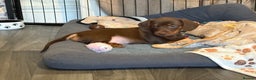 Miniature Dachshund dogs for sale: Chocolate dachshund girls  - Advert 12